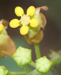 Pentarrhinum insipidum