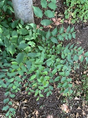 Ulmaceae