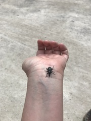 Liparus glabrirostris