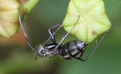 Camponotus eugeniae