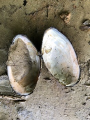 Utterbackiana implicata