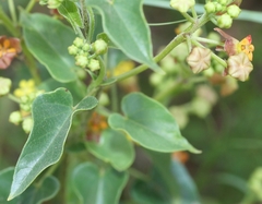 Pentarrhinum insipidum