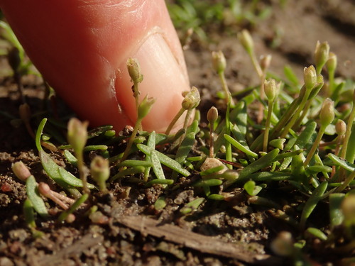 Image of Glossostigma diandrum by (c) Ruth Palsson, some rights reserved (CC BY-SA)