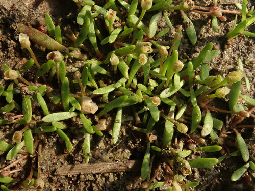Image of Mudmat (Glossostigma diandrum) by (c) Ruth Palsson, some rights reserved (CC BY-SA)