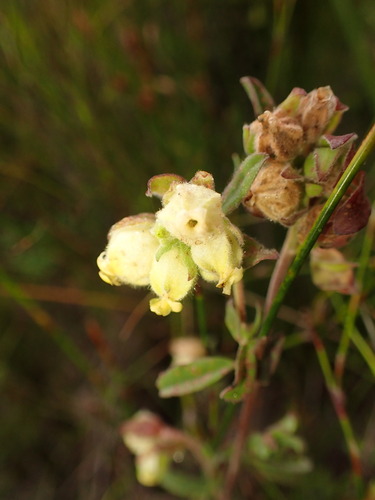 Image of Hermannia hyssopifolia by (c) agujaceratops, some rights reserved (CC BY)