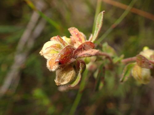 Image of Hermannia hyssopifolia by (c) agujaceratops, some rights reserved (CC BY)