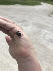 Liparus glabrirostris