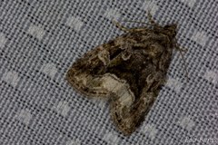 Protodeltote muscosula