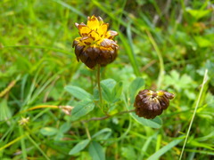 Trifolium badium