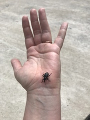 Liparus glabrirostris