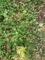 Angiospermae