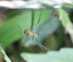 Leucauge argyrobapta