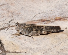 Cratypedes lateritius