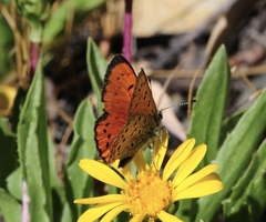 Lycaena cupreus