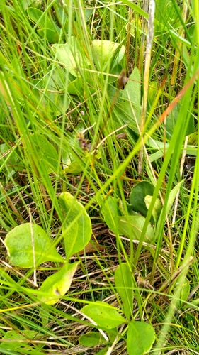 Image of Carex dioica by (c) Sigitas Juzėnas, some rights reserved (CC BY)