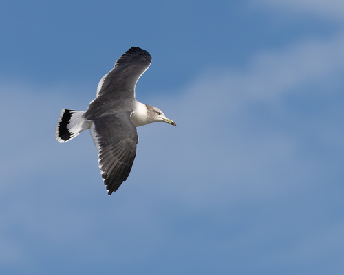 Black-tailed Gull