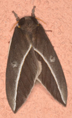 Automeris zephyria