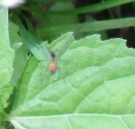 Leucauge argyrobapta