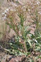 Crepis bakeri