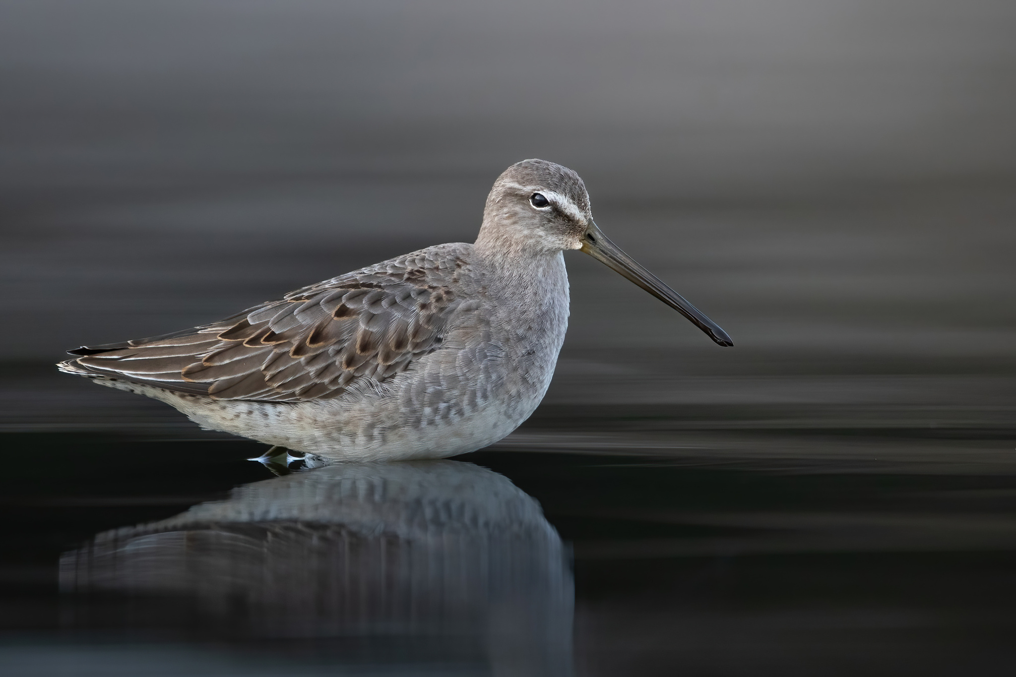 Long-billed Dowitcher (Limnodromus scolopaceus)