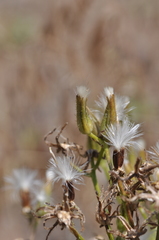Crepis bakeri