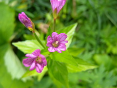 Epilobium alpestre