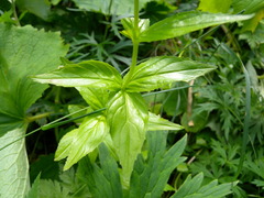 Epilobium alpestre