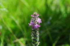 Pedicularis attollens