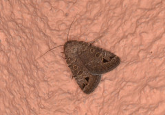 Anorthodes triquetra