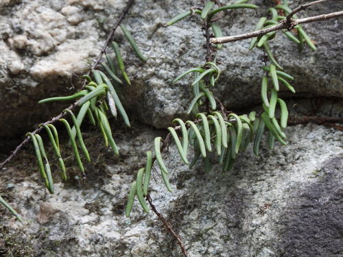 Pyrrosia angustissima iNat (3)