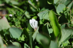 Trifolium monanthum