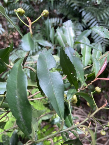 Image of Pentagonous Ardisia (Ardisia quinquegona) by (c) 黃振琪, some rights reserved (CC BY)