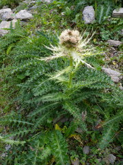 Cirsium spinosissimum