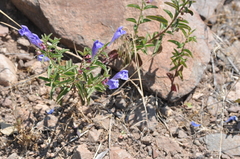 Scutellaria angustifolia