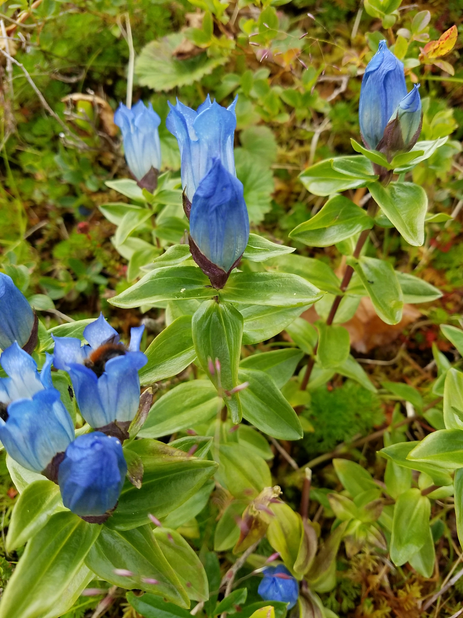 Gentiana platypetala