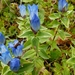Broad-petal Gentian - Photo (c) M. Goff, some rights reserved (CC BY-NC-SA), uploaded by M. Goff