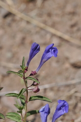 Scutellaria angustifolia