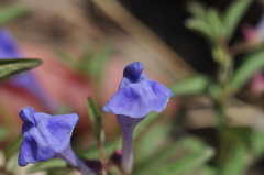 Scutellaria angustifolia