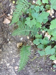 Polypodium glycyrrhiza