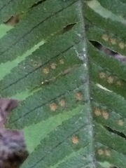 Polypodium glycyrrhiza