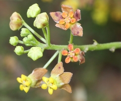 Pentarrhinum insipidum