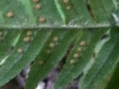 Polypodium glycyrrhiza