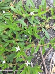 Diodia