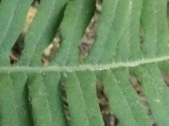 Polypodium glycyrrhiza