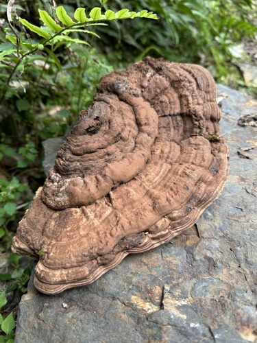 Ganoderma applanatum