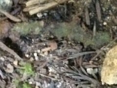 Polypodium glycyrrhiza