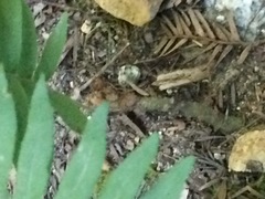 Polypodium glycyrrhiza