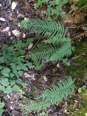 Polypodium glycyrrhiza