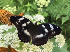 Argynnis sagana