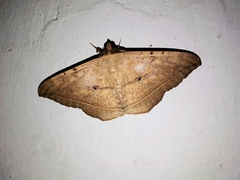 Hulodes drylla